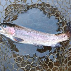 ルアー＆フライで楽しめました